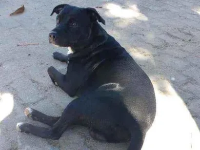 Cachorro raça Vira lata com Pitbull idade 4 anos nome Stive 