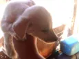 Cães 
