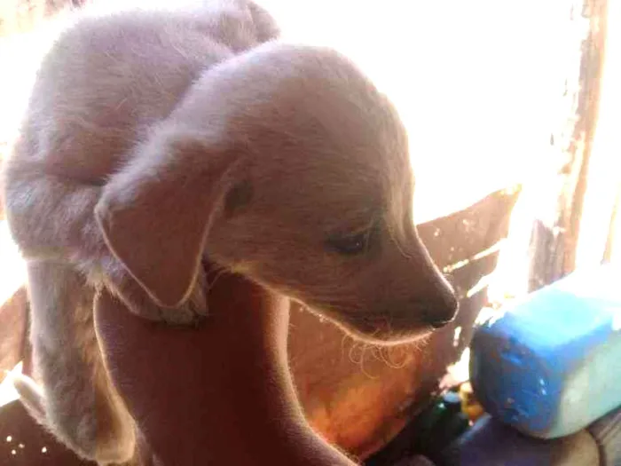 Cachorro raça Vira lata com boxer idade 2 a 6 meses nome Cães 