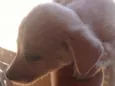 Cães 