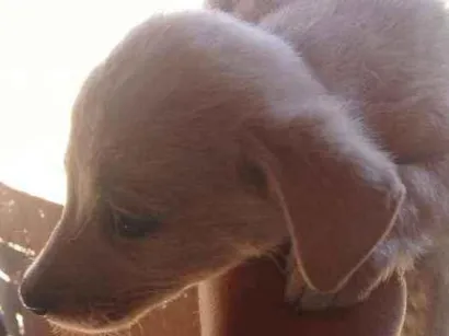 Cachorro raça Vira lata com boxer idade 2 a 6 meses nome Cães 