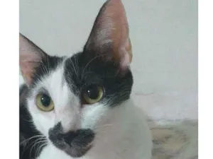 Gato raça Não definida idade 2 anos nome Duda É Jojo