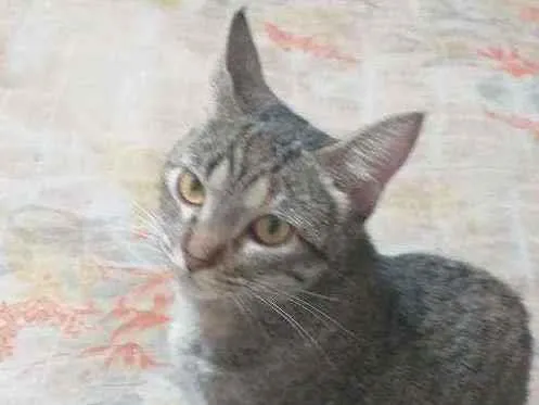 Gato ra a Não definida idade 2 anos nome Duda É Jojo