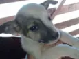 Cães 
