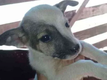 Cachorro raça Vira lata com boxer  idade 2 a 6 meses nome Cães 