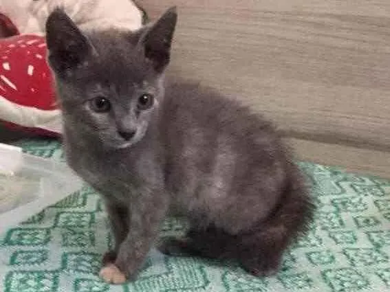 Gato ra a SRD idade 2 a 6 meses nome Penélope e Charmosa 