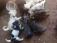 Cães 
