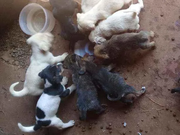 Cachorro raça Vira lata com boxer  idade 2 a 6 meses nome Cães 