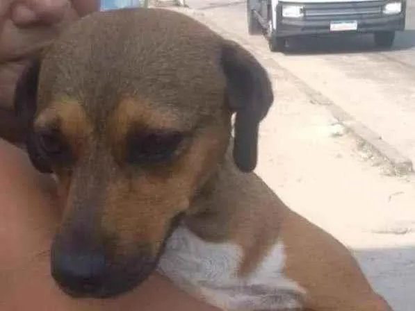 Cachorro ra a SRD idade 2 anos nome Lindinha