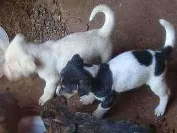 Cachorro raça Vira lata com boxer  idade 2 a 6 meses nome Cães 