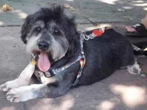 Cachorro raça SRD idade 6 ou mais anos nome Tufão 