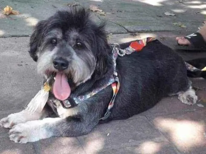 Cachorro ra a SRD idade 6 ou mais anos nome Tufão 