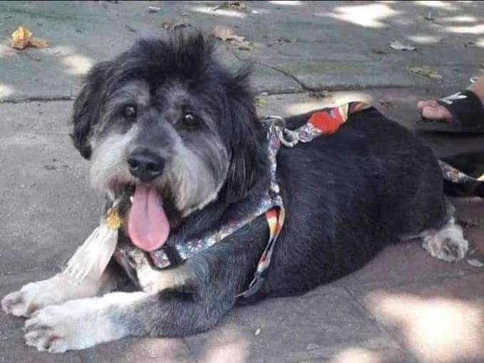 Cachorro ra a SRD idade 6 ou mais anos nome Tufão 