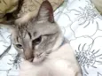 Saphira