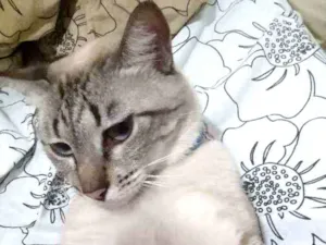 Gato raça  idade 4 anos nome Saphira