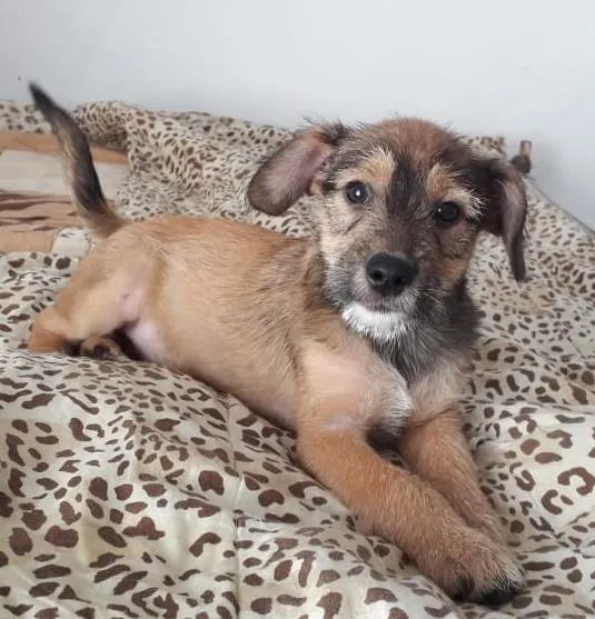 Cachorro raça SRD-ViraLata idade 2 a 6 meses nome ROMEU