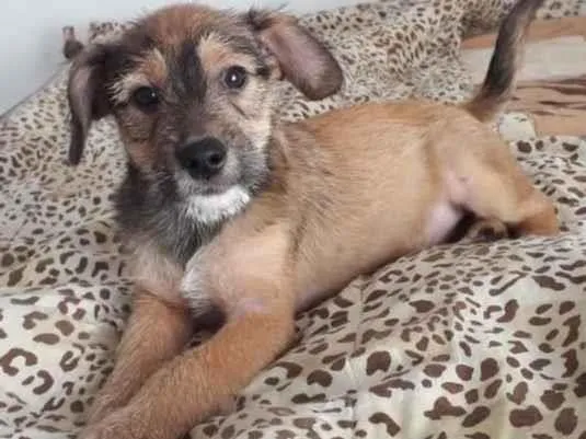 Cachorro raça SRD-ViraLata idade 2 a 6 meses nome ROMEU