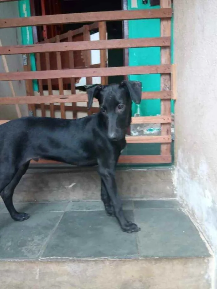 Cachorro ra a SRD idade 2 a 6 meses nome Pitoco