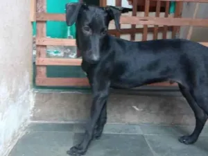 Cachorro raça SRD idade 2 a 6 meses nome Pitoco