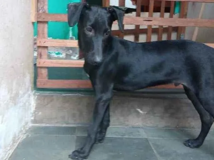 Cachorro ra a SRD idade 2 a 6 meses nome Pitoco