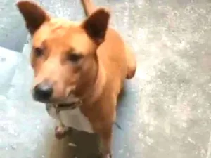 Cachorro raça SRD idade 2 a 6 meses nome Mel 