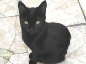 Gato raça Srd idade 2 a 6 meses nome Preta