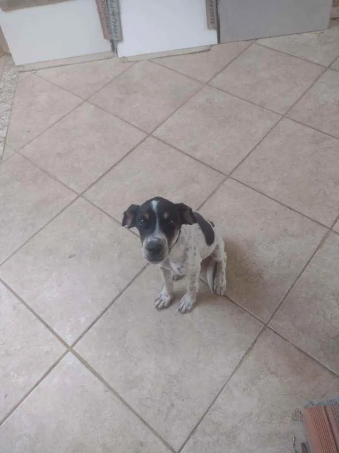 Cachorro ra a Mestiço de labrador idade 2 a 6 meses nome Pickles