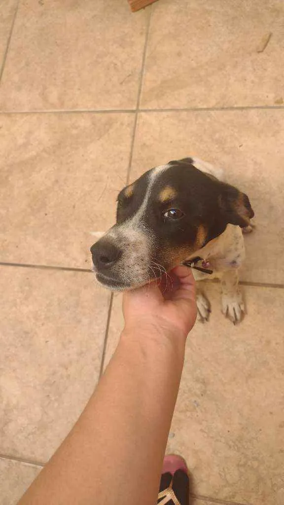 Cachorro ra a Mestiço de labrador idade 2 a 6 meses nome Pickles