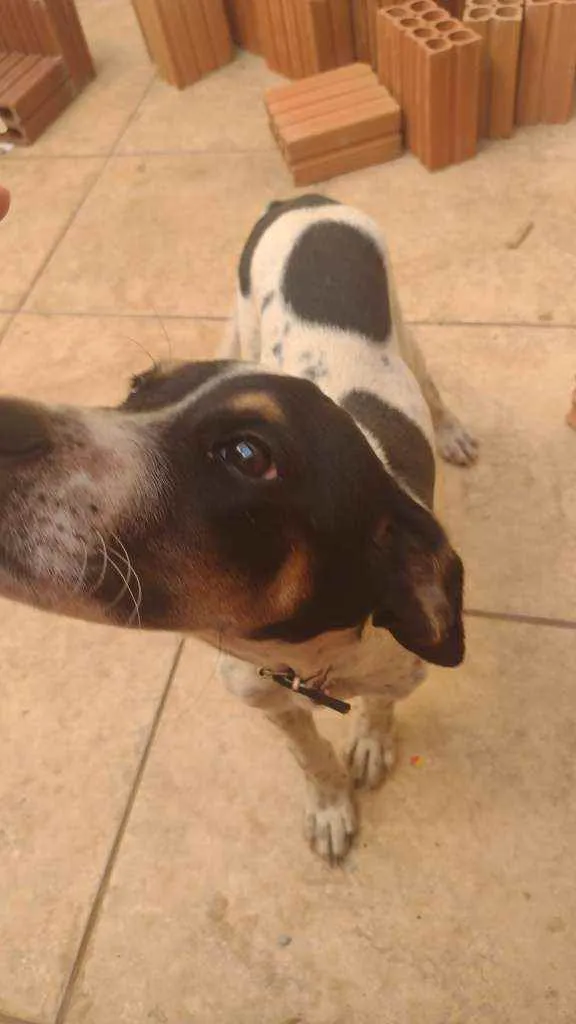 Cachorro ra a Mestiço de labrador idade 2 a 6 meses nome Pickles