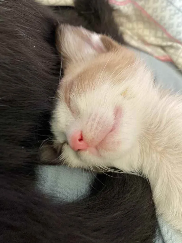 Gato ra a Sem raca  idade Abaixo de 2 meses nome Small