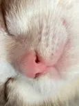 Small