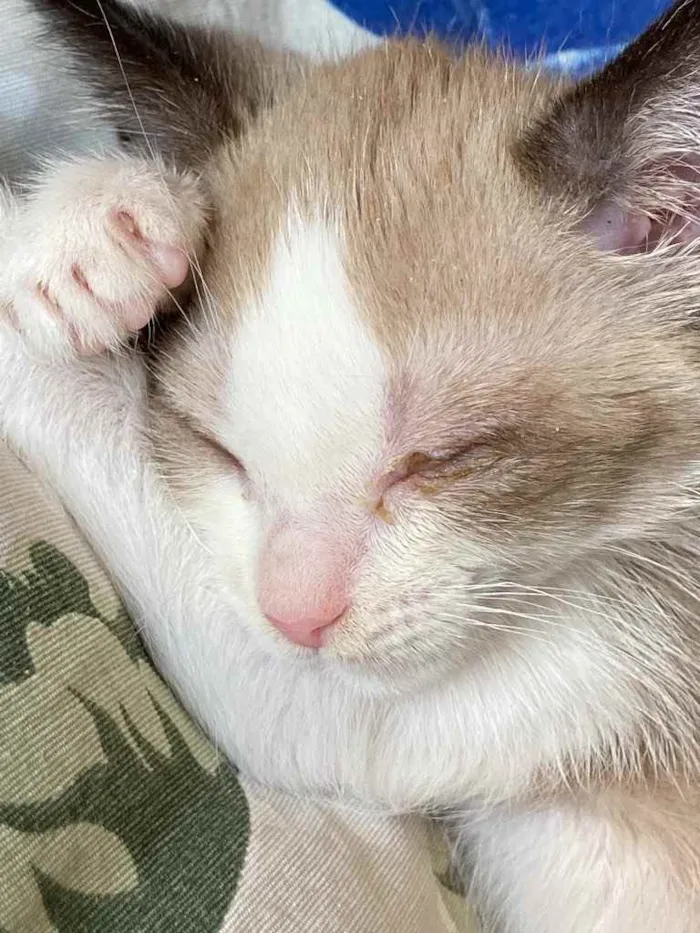 Gato ra a Sem raca  idade Abaixo de 2 meses nome Small
