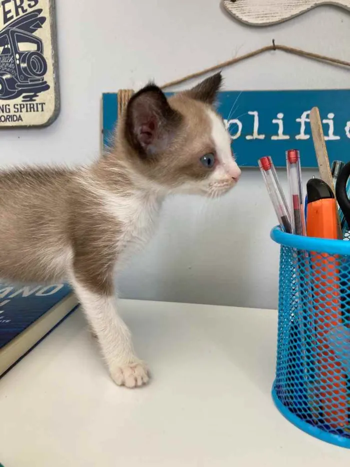 Gato ra a Sem raca  idade Abaixo de 2 meses nome Small