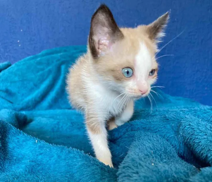 Gato ra a Sem raca  idade Abaixo de 2 meses nome Small