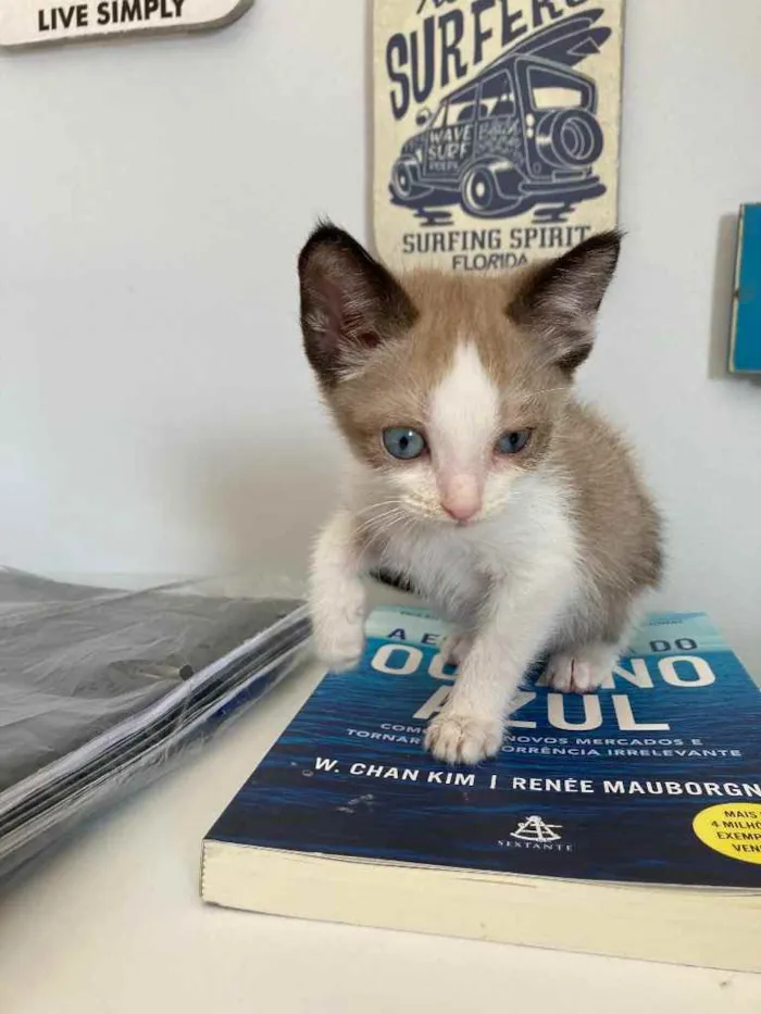 Gato ra a Sem raca  idade Abaixo de 2 meses nome Small