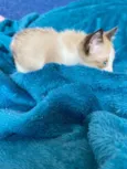 Small