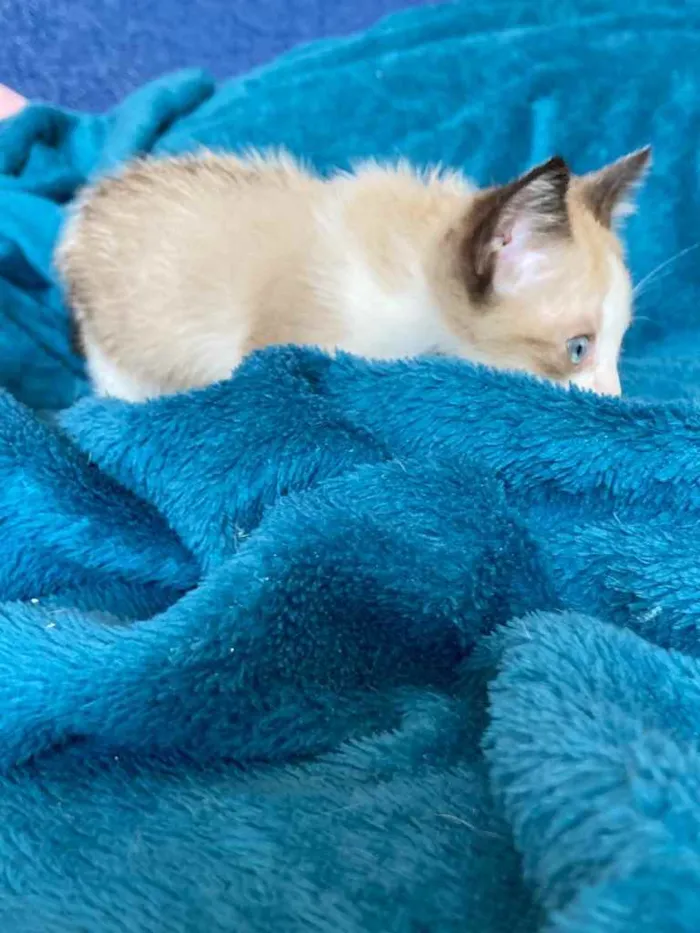 Gato ra a Sem raca  idade Abaixo de 2 meses nome Small