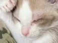 Small