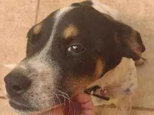 Cachorro raça Mestiço de labrador idade 2 a 6 meses nome Pickles