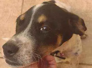 Cachorro ra a Mestiço de labrador idade 2 a 6 meses nome Pickles