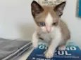 Small