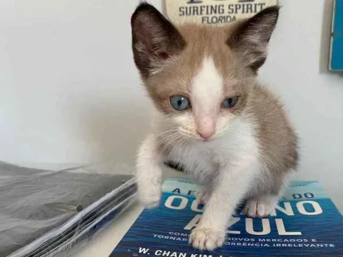 Gato ra a Sem raca  idade Abaixo de 2 meses nome Small