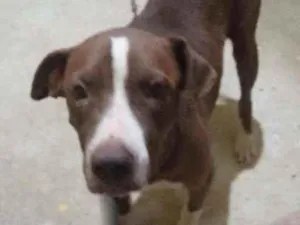 Cachorro raça Pitbull idade 2 anos nome Keit