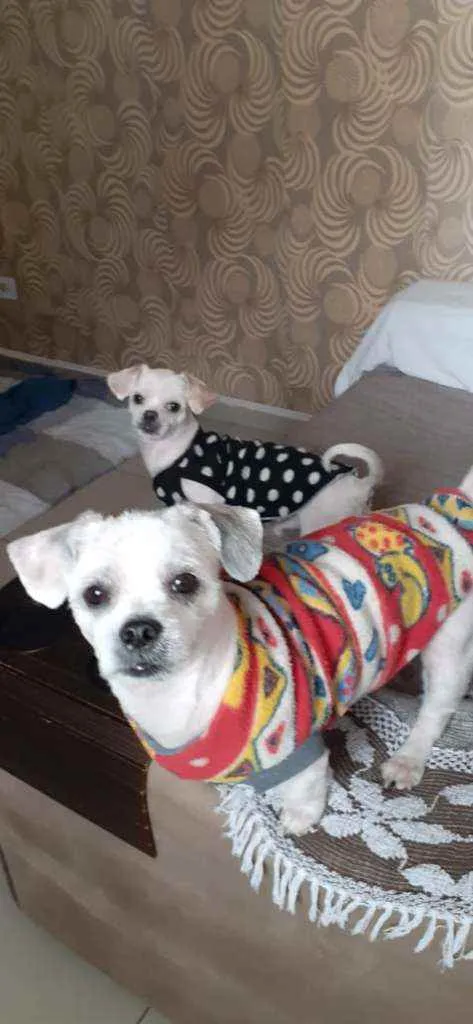 Cachorro raça Shitzu idade 2 anos nome Yin Yang