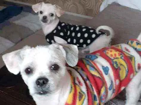 Cachorro raça Shitzu idade 2 anos nome Yin Yang