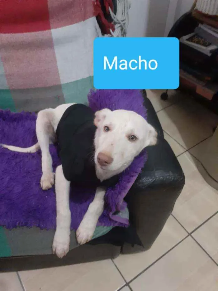 Cachorro raça SRD idade 2 a 6 meses nome Hades