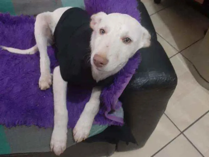 Cachorro raça SRD idade 2 a 6 meses nome Hades