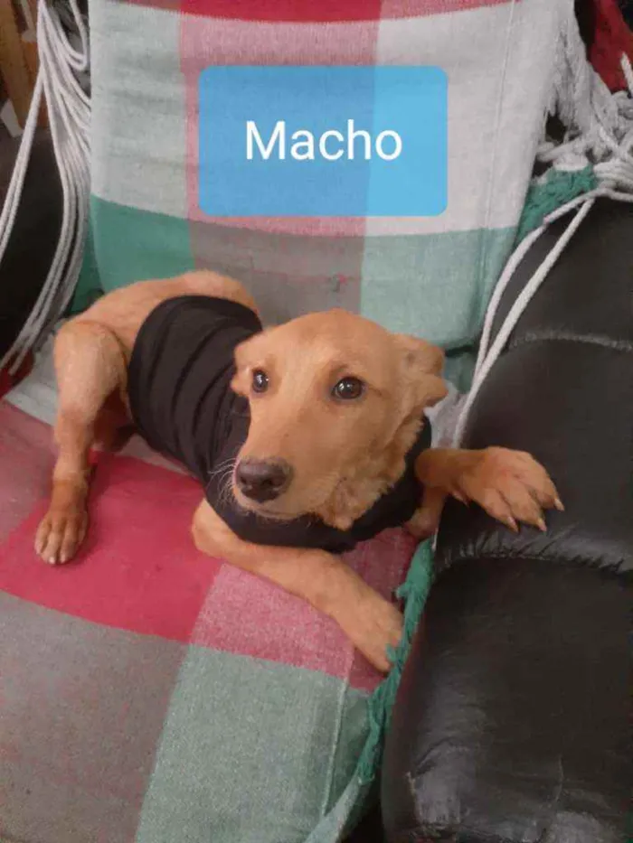 Cachorro raça SRD idade 2 a 6 meses nome Zeus