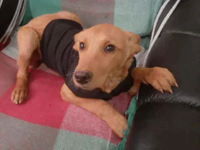 Cachorro raça SRD idade 2 a 6 meses nome Zeus