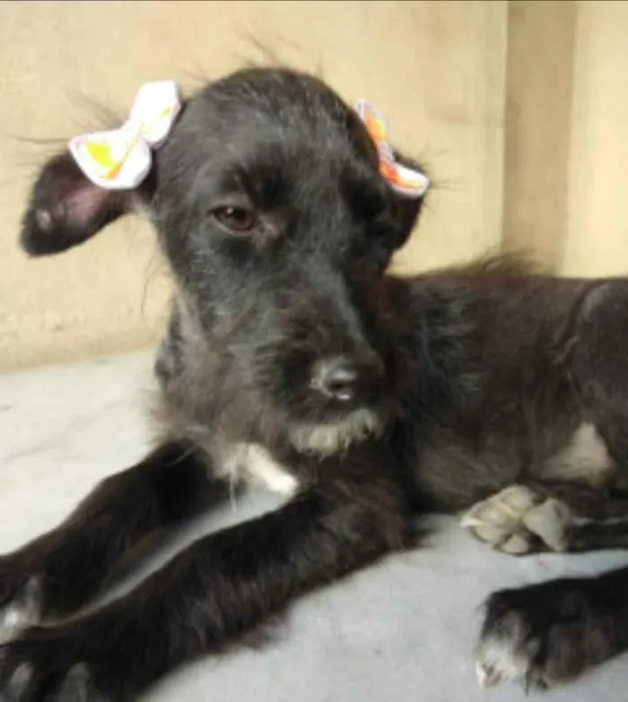 Cachorro ra a SRD idade 2 a 6 meses nome Fenix